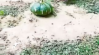 Funny Monkey Viral Video 70