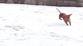 Nunca imaginei que um Dachshund pudesse se mexer daquela maneira!