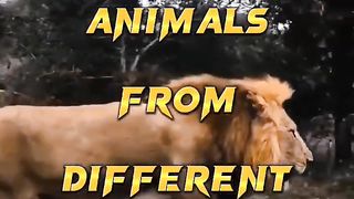 TOP 10 National animals
