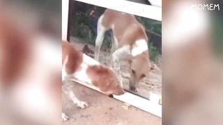 if you laugh 2 times, you lose.