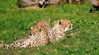 Cheetah predator dangerous