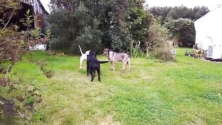 Cane Corso Vs Dogue Argentin.