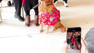 Funny Dog Viral Video 37