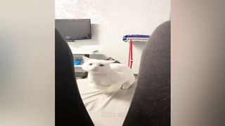 New Funny Videos 2023 ???? Cutest Cats and Dogs ???????? 6