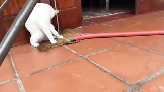 Cute Baby Cats - Cute and Funny Cat Videos Compilation