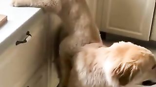 Funny cats and dogs. 2