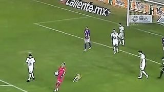 Funny Dog Football Skills Viral Video