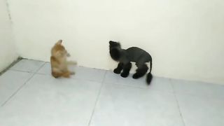 "Whisker Wonderland: Hilarious Adventures with My Playful Duo, Orange and Black ????????????