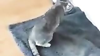 Even the cats were already swollen