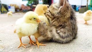 The cute kitten was so warm that she became a temporary mother to the chicks, keeping them warm.