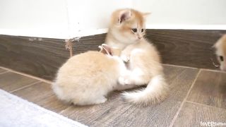 Kitten Tomi greets a bunny for the first time, and they quickly become surprisingly close