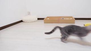 “Go to sleep! A cute kitten who rebels against his mother and attacks her, only to get hit back.