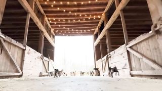 24 Curious goat kids!