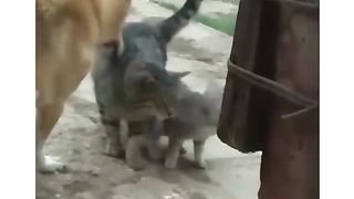 Наглый собака прикол.m