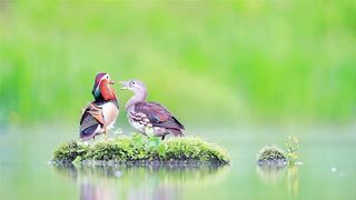 Lovely birds 3