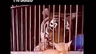 Gato tem 7 vidas porque tem 1% de juízo e 99% de coragem