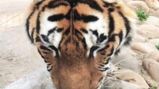 Random animals eps4
