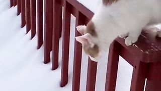 The cat ????????????
