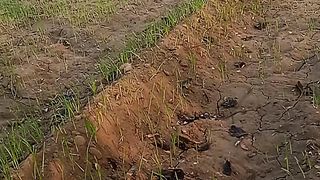 Fields 6