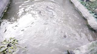 Ikan berkumis 50 tahun