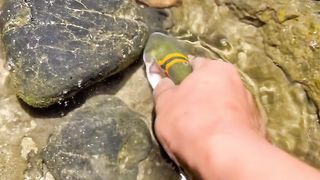 random animals eps5