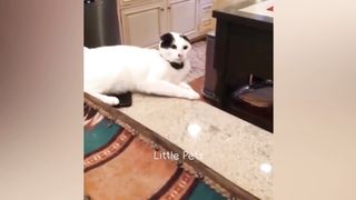 Funny cat in action again