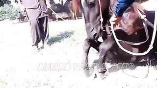 #foryou #foryoupage #fyp #Ahmad#horsepower#trending #24