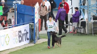Dog Stage