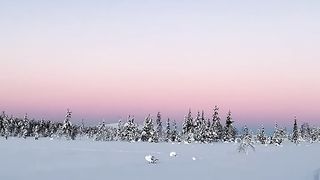 Fantastic_winter_forest. 2