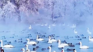Amazing video 138