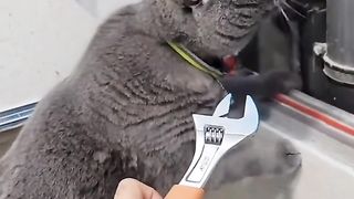 Random animals eps6