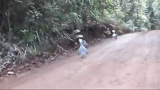 strange birds