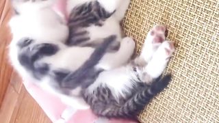 kitten sleeping together