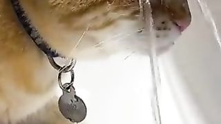 cat showing its head