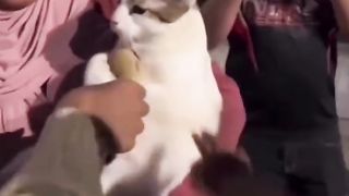 cat with something important