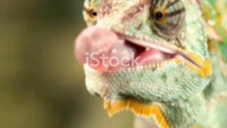 Chameleon's Lightning Tongue: A Quick Bite