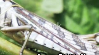 Leafy Lunch: Grasshoppers' Diet