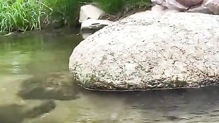 KLAKUAN ABSURD HEWAANNII
