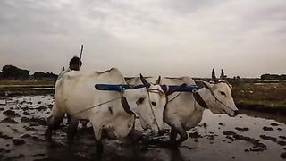 Agriculture Is A Future in Our World