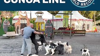 Do YOU Watch DOGS Guinness World Record