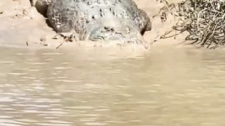 Crocodile....