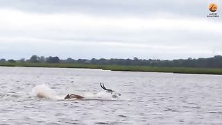 Wild Animals Life Every day is Life OR Death