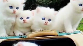 Si kucing ????????