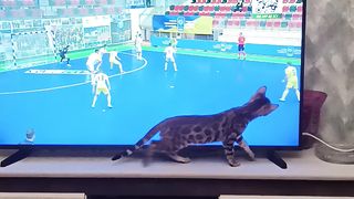 Четырехлапая болельщица- кощечка Лилу.