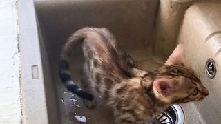 Ой  водичка потекла...