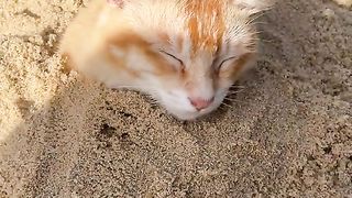 funny cat eps 1