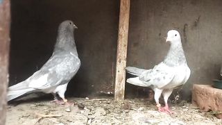 Gray breeder pair pigeon beautiful gray aye