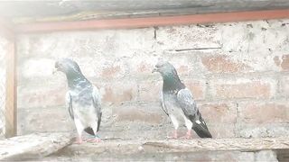 Beautiful pigeon breeder pair best farooz puri