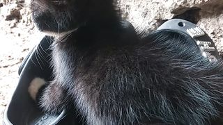 Kucing kecil yang manja #cat