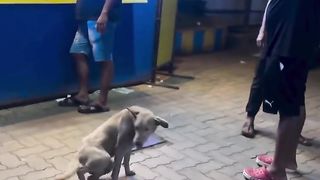 Startled Serenade | "The Mystery: Sounding Like a Startled Dog" - Canine Conundrum | FunFM